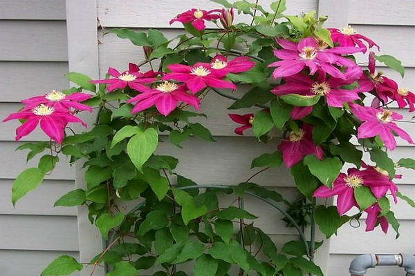 clematis sunset description