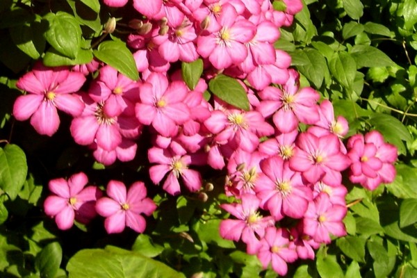 clematis sunset