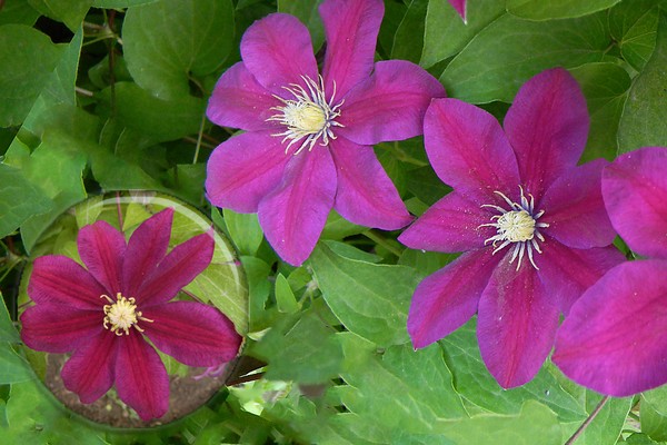 Clematis Sonnenuntergang