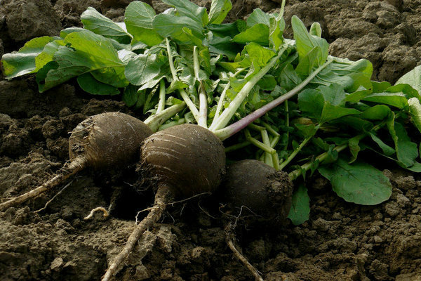 plant black radish