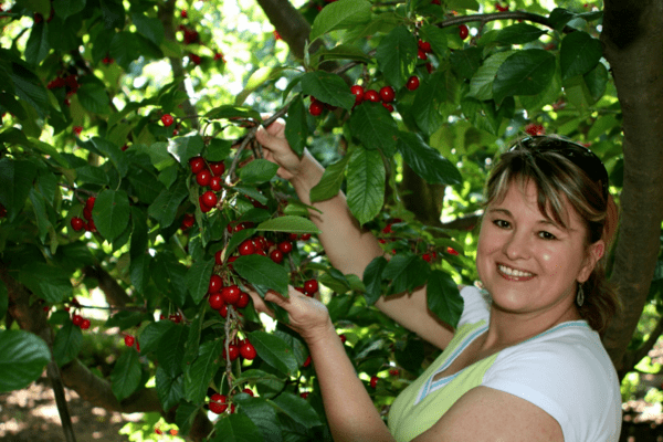 cherry picking