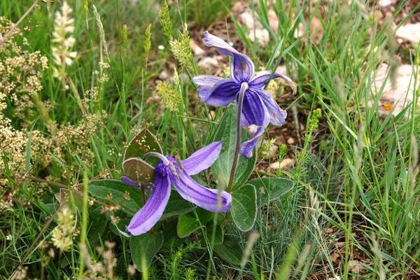 graines de clématite