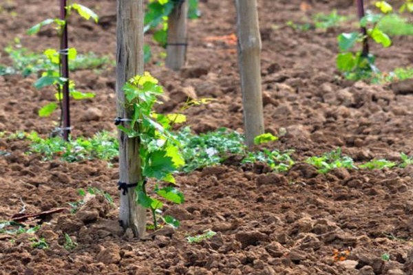 sénateur de raisin photo