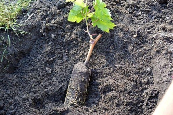 sénateur de raisin photo