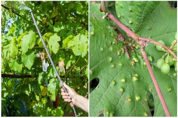 description de la photo du sénateur raisin