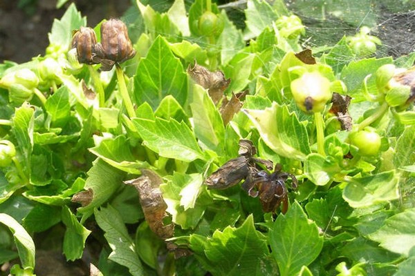 dahlia disease pictures