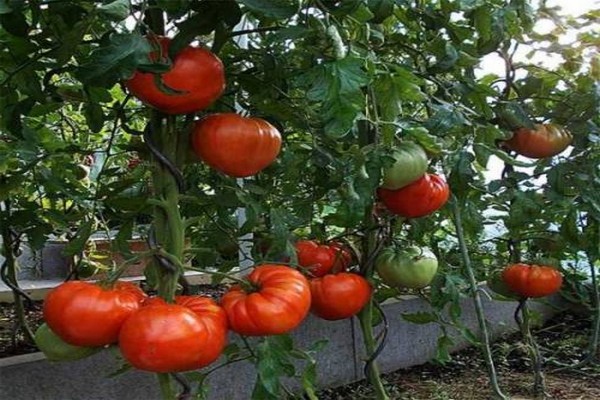 tomato monomakh hat