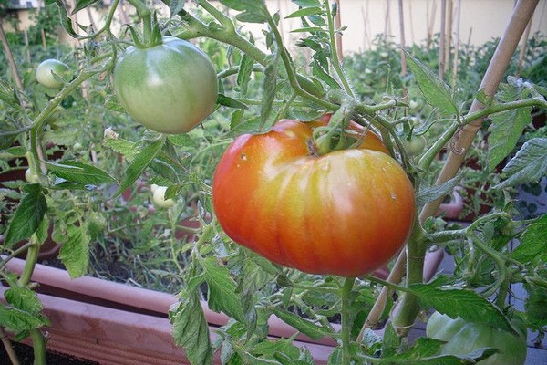 tomato monomakh hat