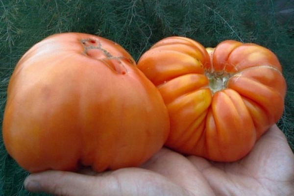 tomato monomakh hat