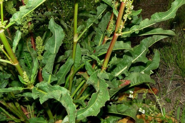 Kulot sorrel