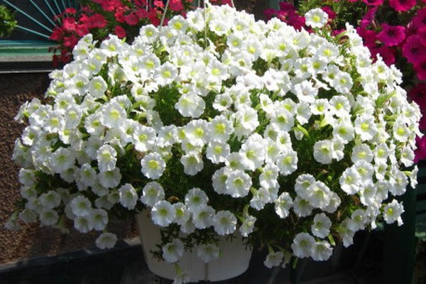 petunia shock wave