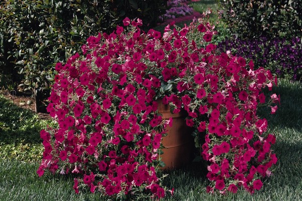 petunia ampelous shock wave