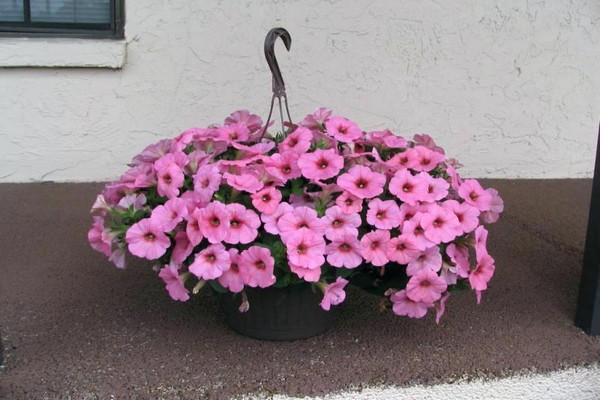 petunia shock wave dip