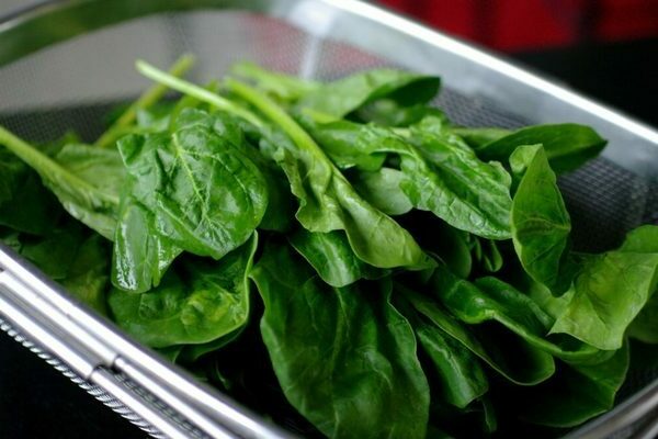 spinach cultivation