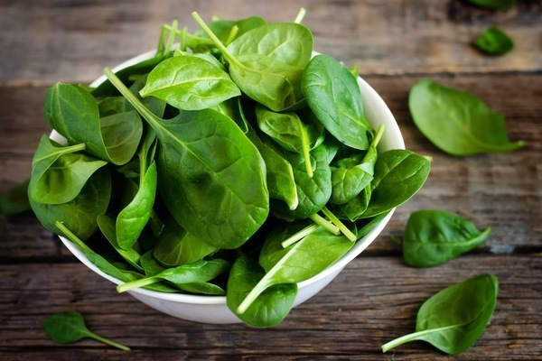 spinach cultivation and care in the open field