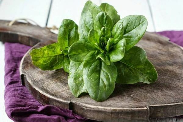 spinach photo