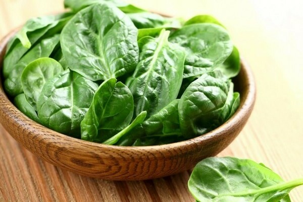 paglilinang ng spinach