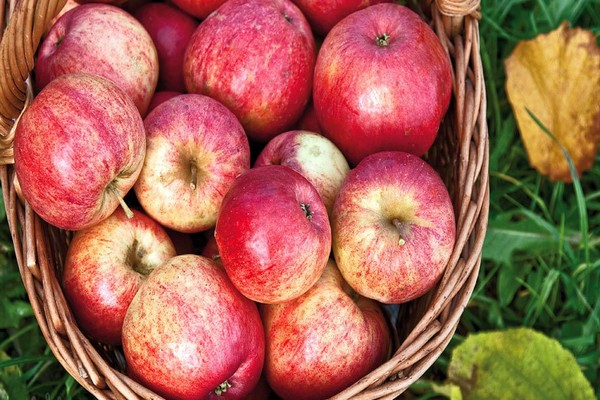 apple tree stem description variety