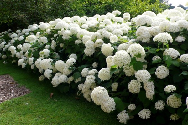 hydrangeas + varieties para sa siberia