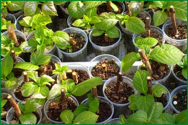 hortensia + plantation + et soins en sibérie