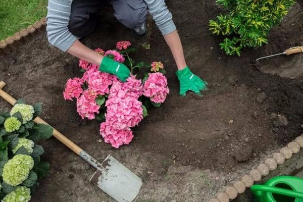 Hortensie + Pflanzen + und Pflege in Sibirien