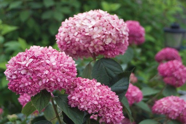 hortensias + variétés pour la sibérie