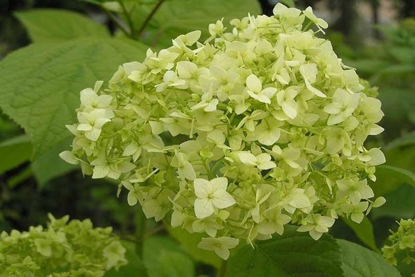 hortensias + variétés pour la sibérie