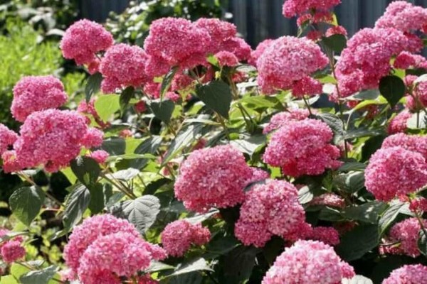 soin hortensia + en sibérie