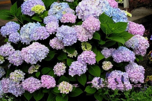 hortensias + variétés pour la sibérie