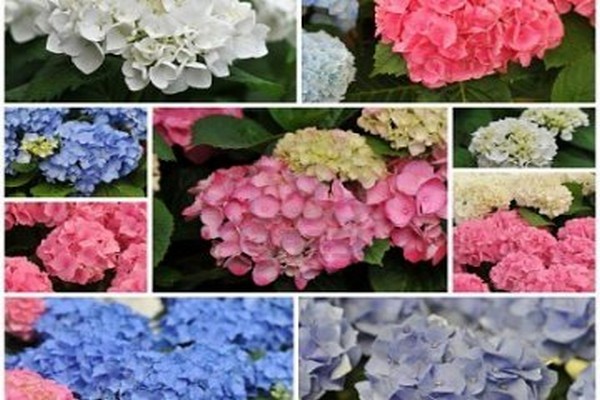 hortensias + variétés pour la sibérie