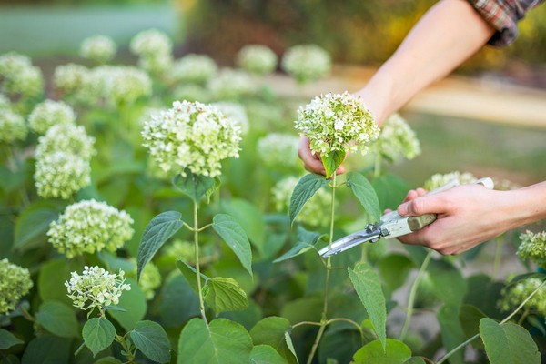 hortensia + plantation en sibérie