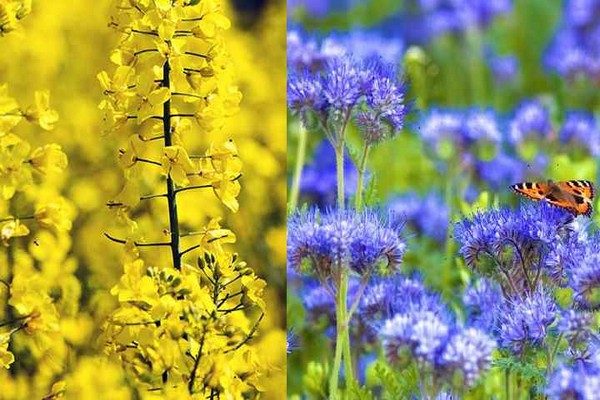 planting green manure in autumn