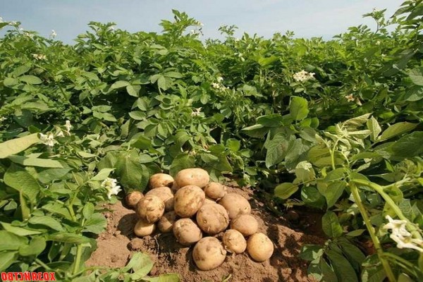 green manure + for potatoes