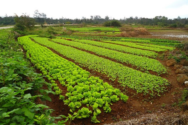 green manure + for potatoes