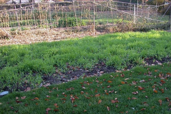 Gründüngung im Herbst was ist besser