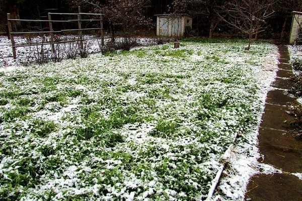 Gründüngung im Herbst pflanzen