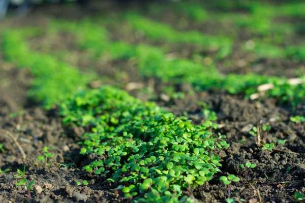 welche Gründüngung im Herbst säen