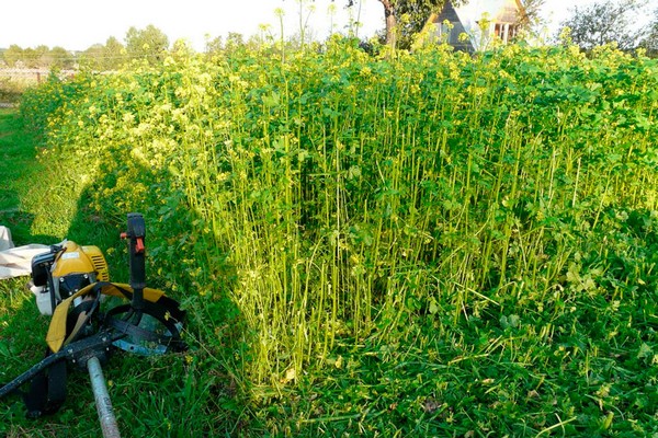 welche Gründüngung im Herbst säen