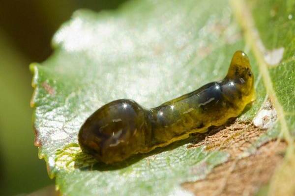 slimy sawfly