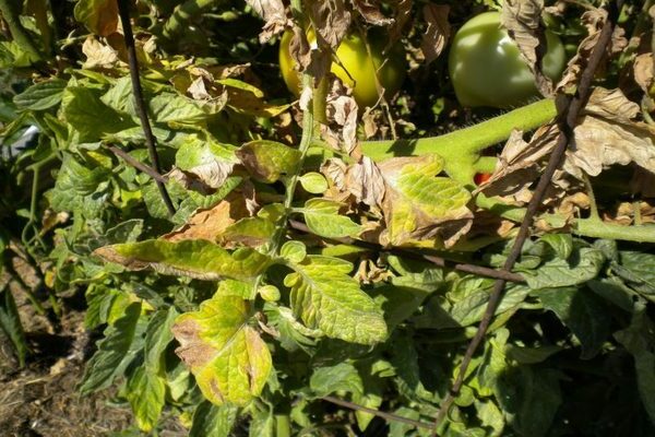 leaves of tomatoes dry