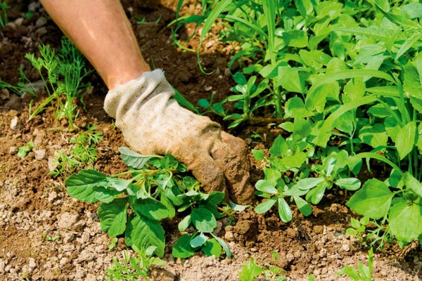 + weed control instructions