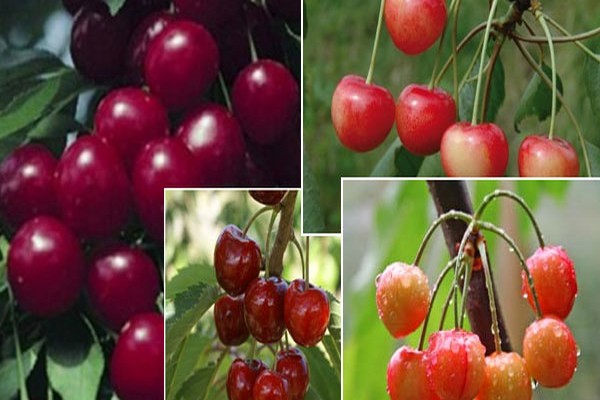 cherry variety