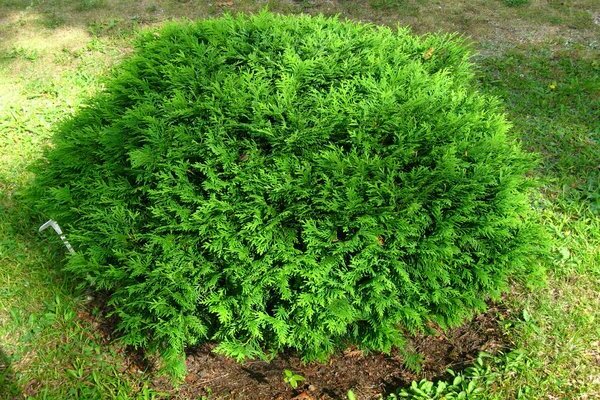 thuja species and varieties