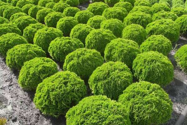 thuja varieties na may mga larawan