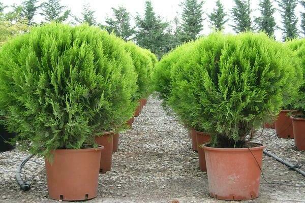 thuja kuglaste sorte