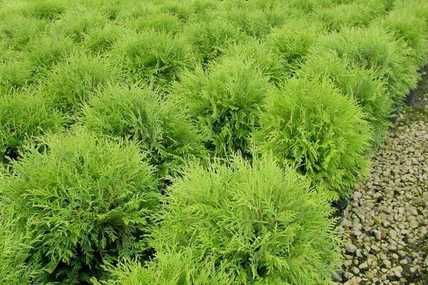 thuja species at varieties na may mga larawan