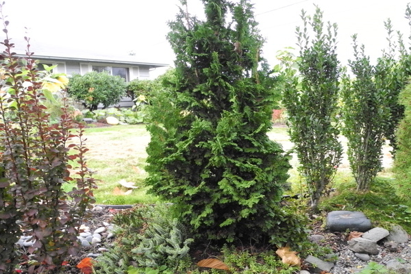 thuja varieties paglalarawan