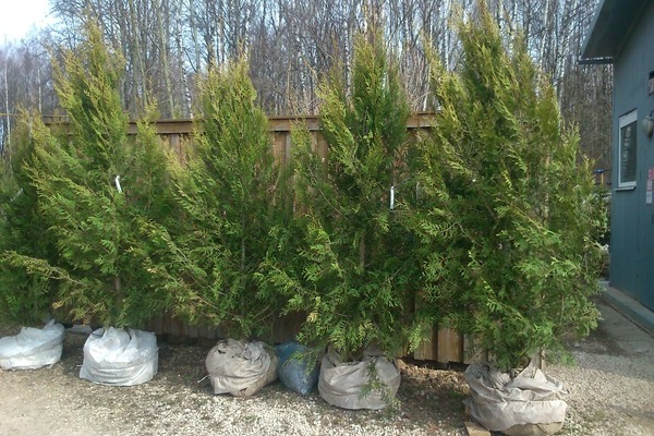 naziv sorte thuja