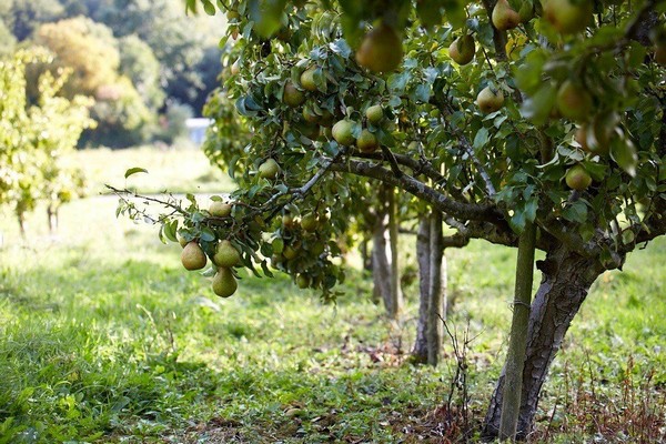 Apfelbaumnachbarn + im Garten