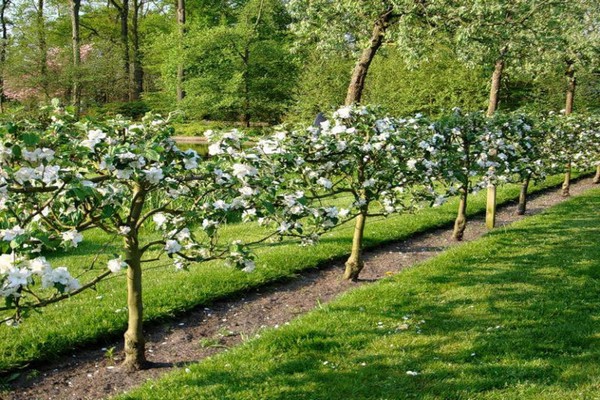 gute Nachbarn + für den Apfelbaum